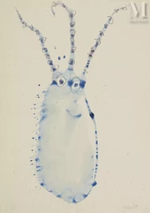 Miquel BARCELO (né en 1957)-Sans titre, 1980-img1