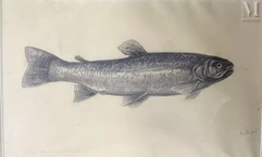 Raymond BIGOT-La truite Arc-en-ciel-img1