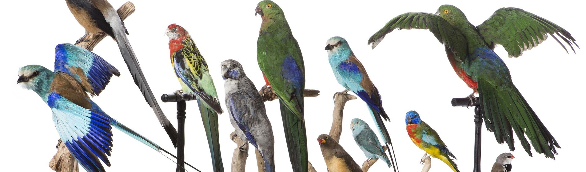 Département Histoire Naturelle Millon