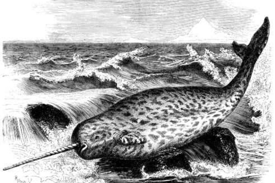 Estimation gratuite dent de narval