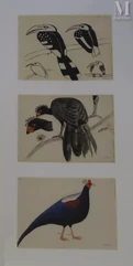 Gaston CHOPARD-Oiseaux: Toleas, Hocco carouuulla, Pintade-img1