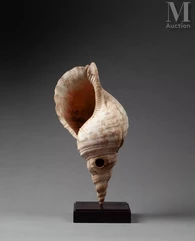 Conque cérémonielle--img1