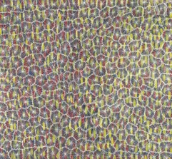 Lucky Morton Kngwarreye (c. 1950 - )-Bush Flowers, 2017-img1