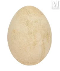 RARE OEUF D'ÆPYORNIS MAXIMUS--img1