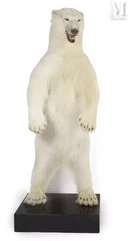 BEL OURS POLAIRE--img1