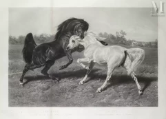 Rosa BONHEUR (1822-1899)-Le Duel, 1895-img1