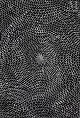 Mary Rumble Pitjara (Petyarre) (1957 - )-Kangaroo Dreaming, 2022-img1