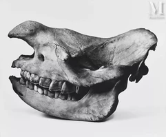 Irving PENN (1917-2009)-Black Rhino, Prague, 1986-img1