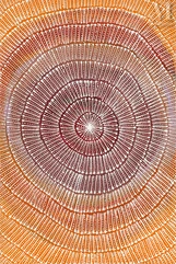 Mary Rumble Pitjara (Petyarre) (1957 - )-Kangaroo Dreaming, 2022-img1