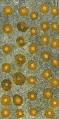 Lucky Morton Kngwarreye (c. 1950 - )-Ilyarnayt (Acacia Floser), 2021-img1
