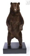 MAGNIFICENT BROWN BEAR--img1