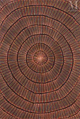 Mary Rumble Pitjara (Petyarre) (1957 - )-Kangaroo Dreaming, 2022-img1