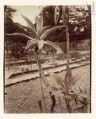Eugène ATGET (1857-1927)-Plantes de Mexique, 1922-img1