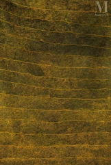 Kathleen Petyarre (c. 1940 - 2018)-Mountain Devil Lizard Dreaming, 2009-img1