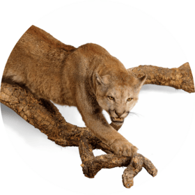 Spécialité Histoire Naturelle Millon